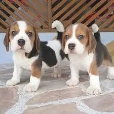 beagles veja so 