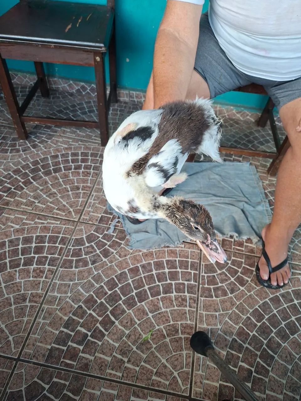 Patinhos  20 reais cada