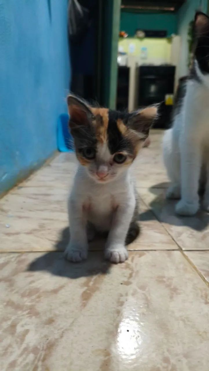 GATO ( FÊMEA ) DOAÇÃO  - Foto 3
