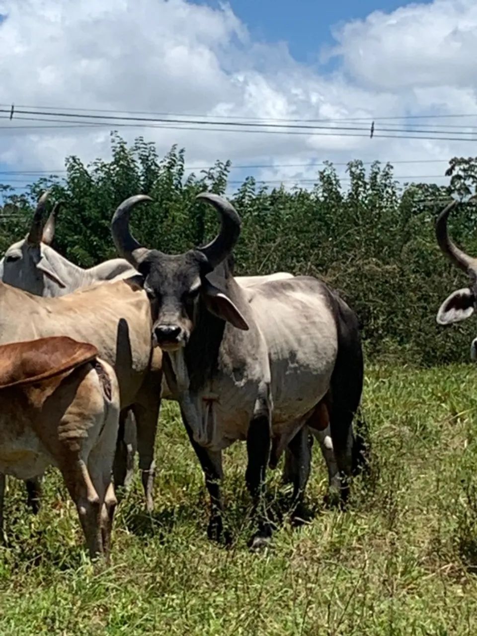 animal de produção - Foto 3