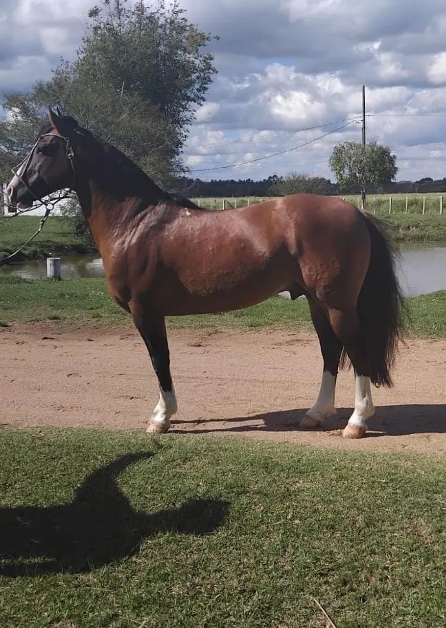 Cavalo 