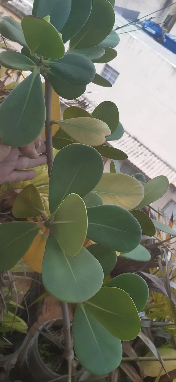 Planta  Clúsia (Clusia fluminensis)