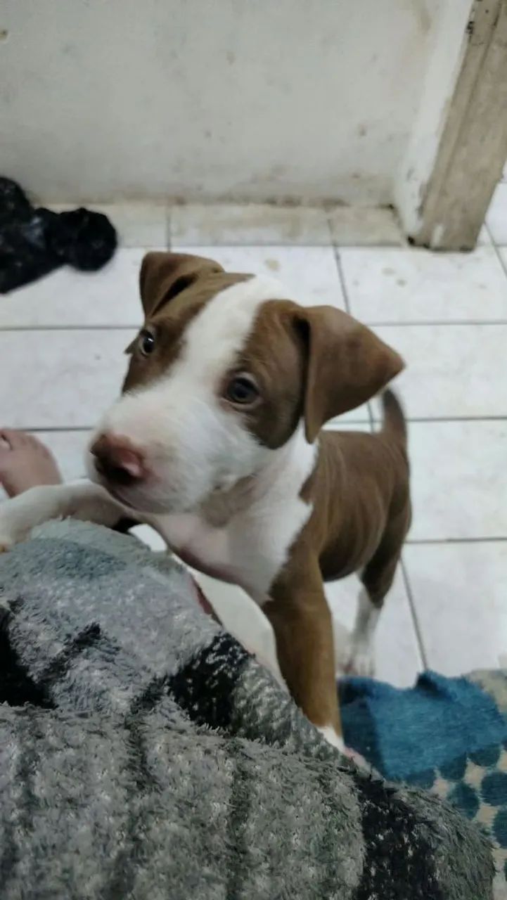 PIT BULL