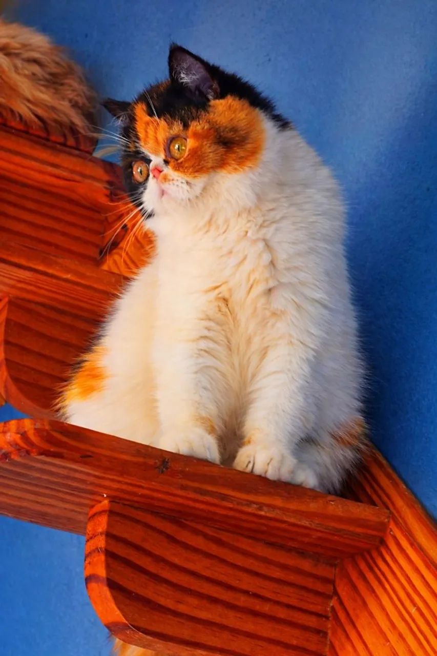 Gato Persa e Exótico  - Foto 2