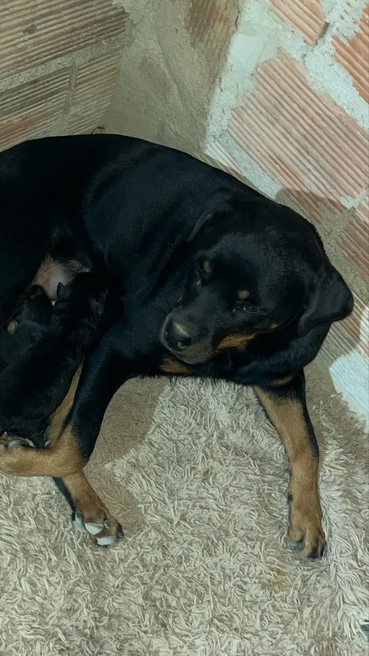 Cachorro  - Foto 3
