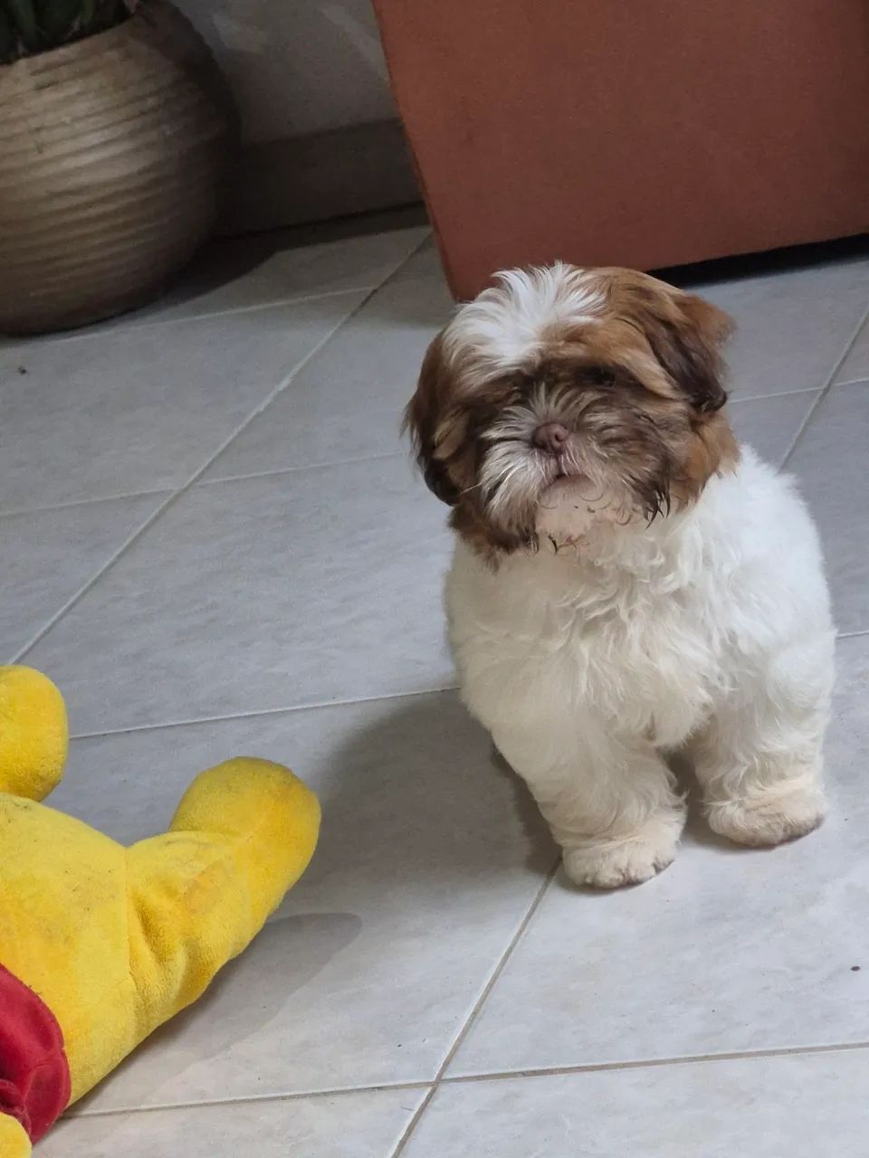 Shitzu fêmea - Foto 3