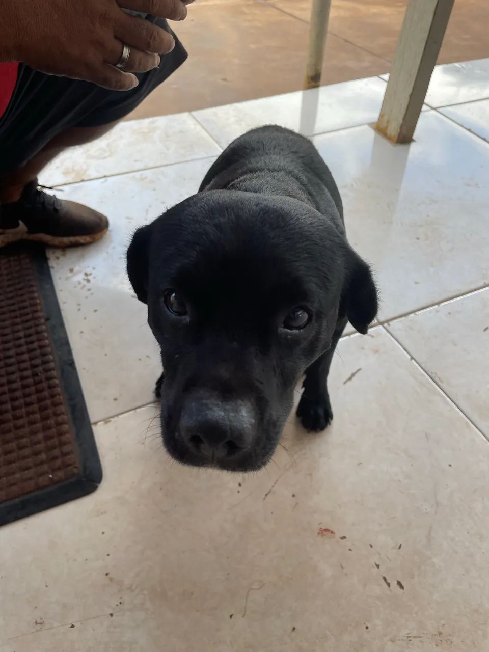 Cachorro para adoção  - Foto 2