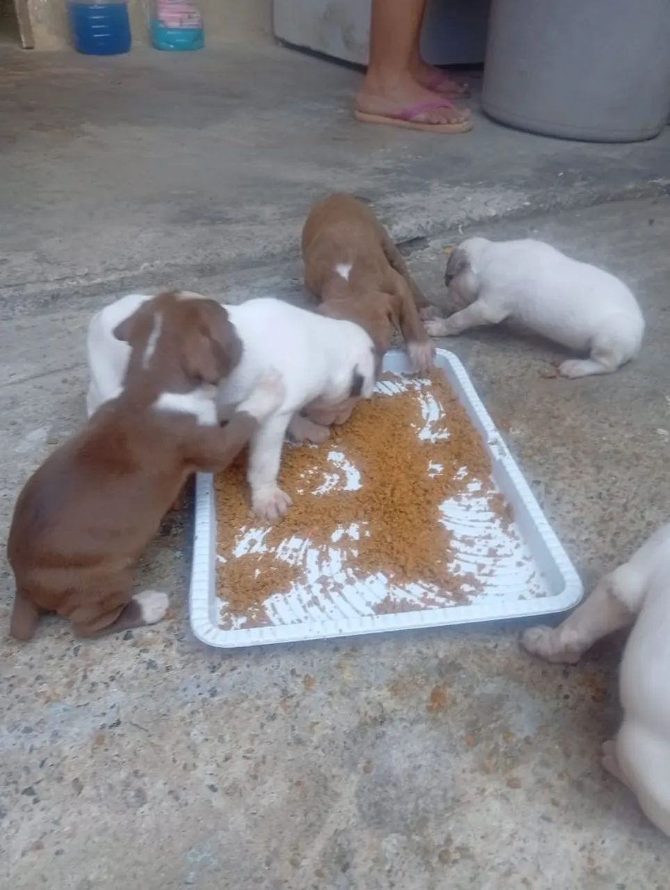 Filhotes de Pitbull  - Foto 2