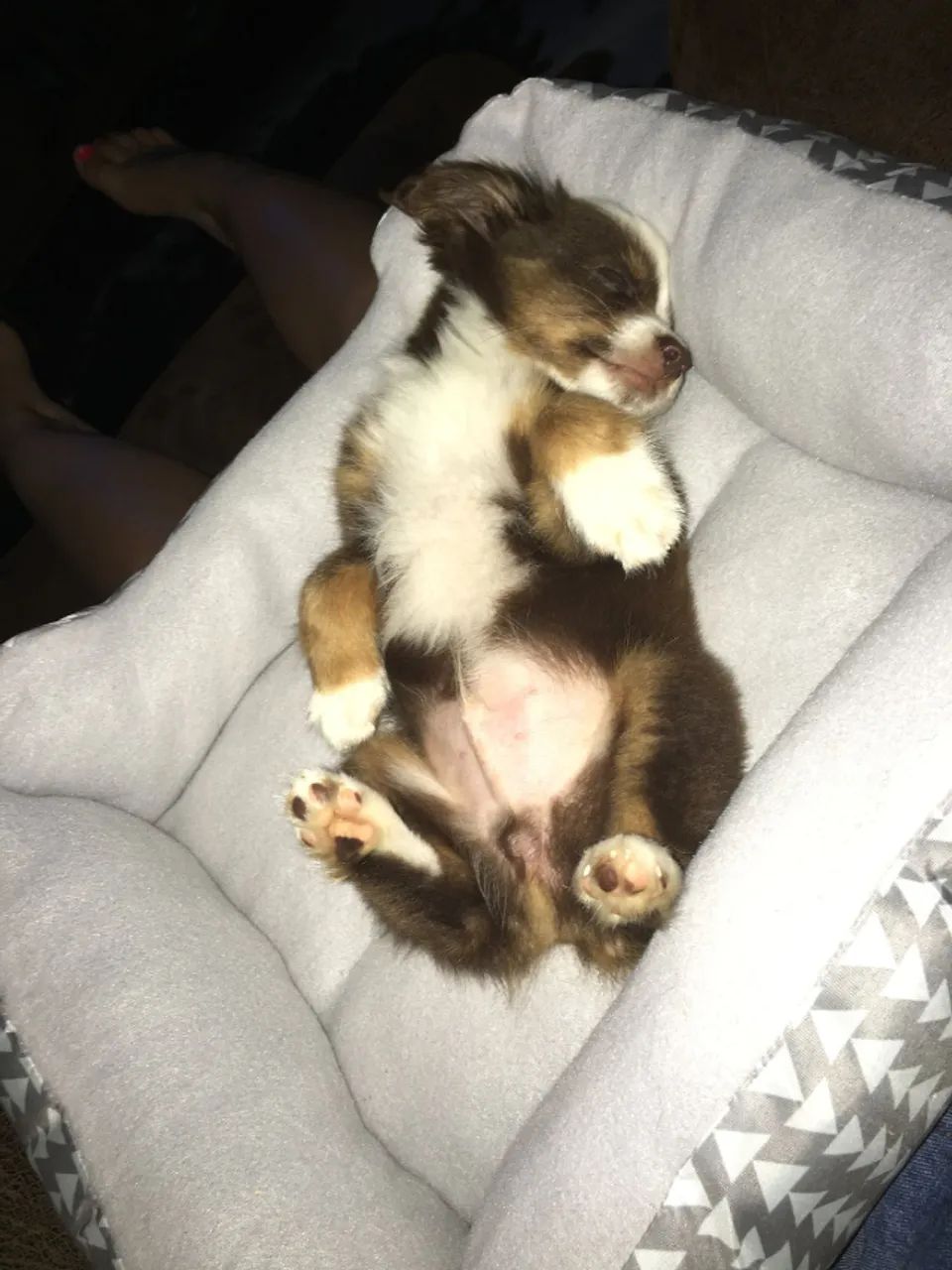 Border Collie Fêmea 