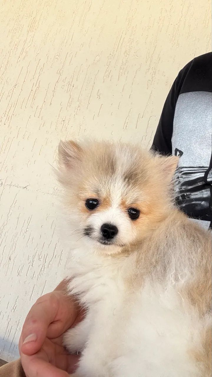 Spitz alemão  - Foto 4
