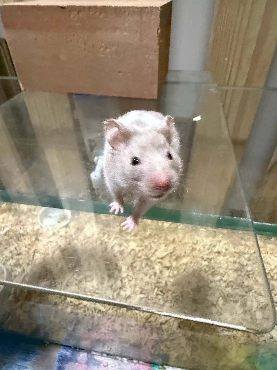 Hamster sírio 