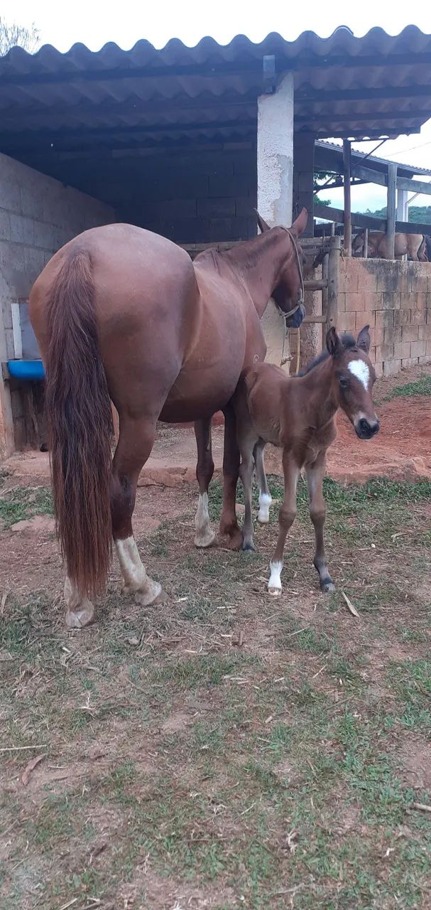 Pacote 3 em 1 - Foto 2