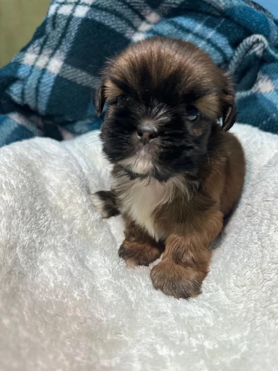 Filhote de shih-tzu