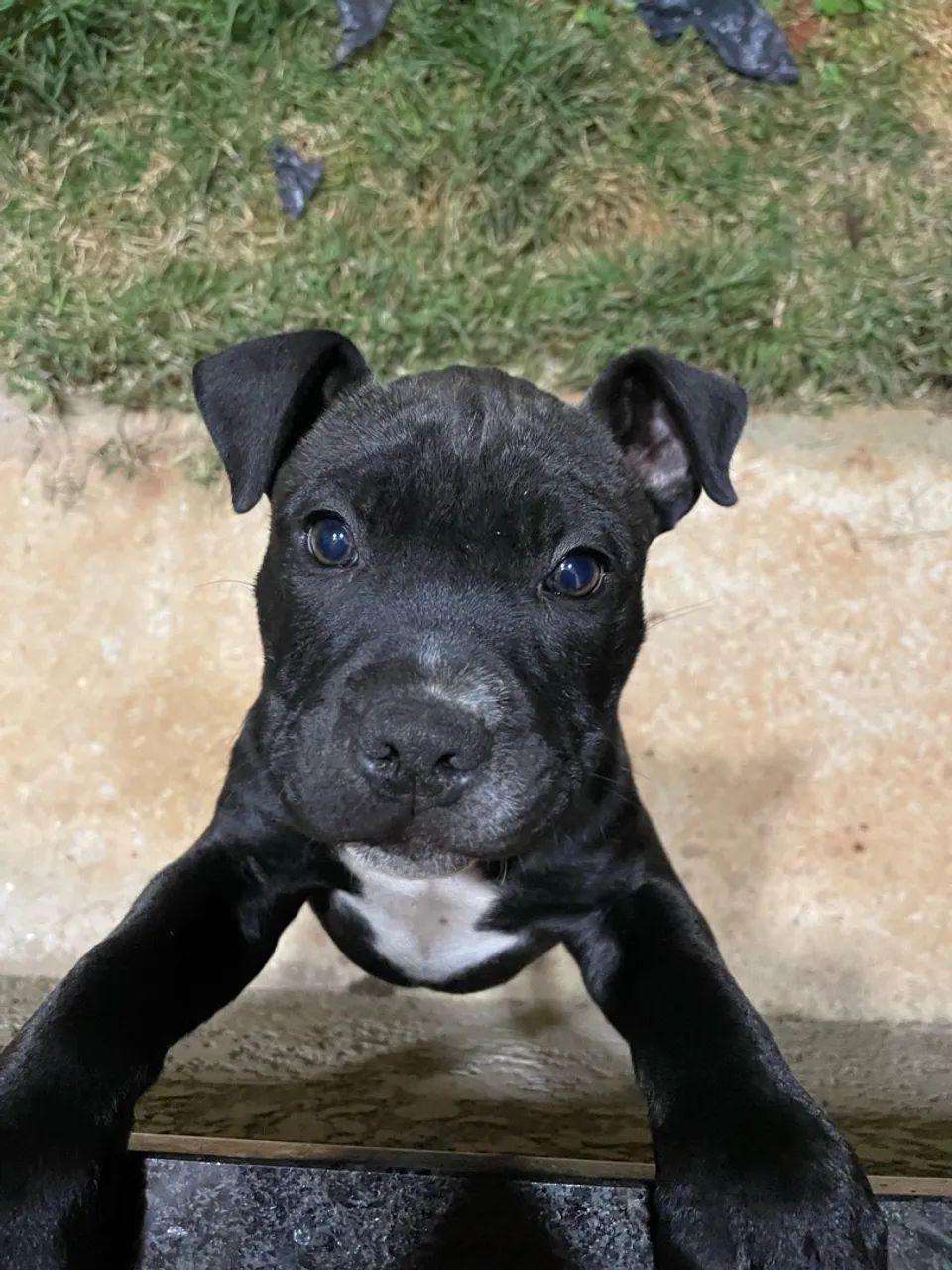Pitbull APBT