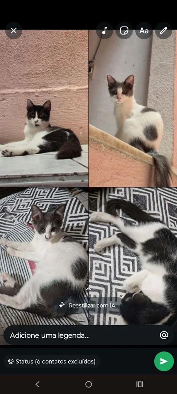 Duas gatinhas 