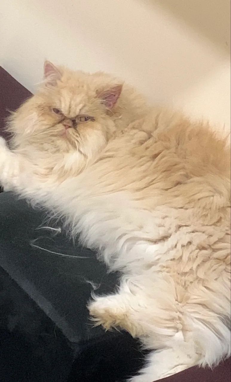 Doação Gatos Persas Castrados - Foto 4