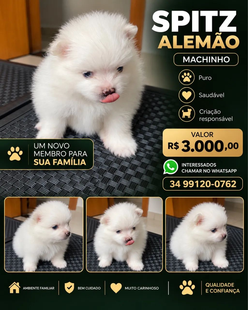 Sptiz alemão ( Filhotes ) 