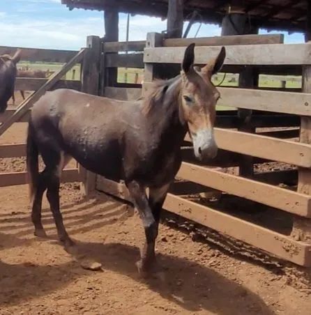 Vende-se burro para serviço
