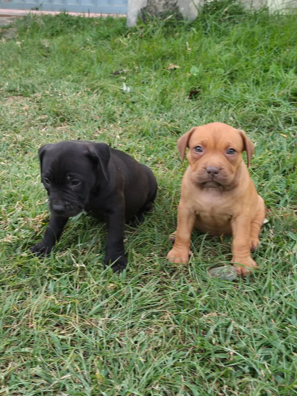 Filhotes de pit Bull  - Foto 5