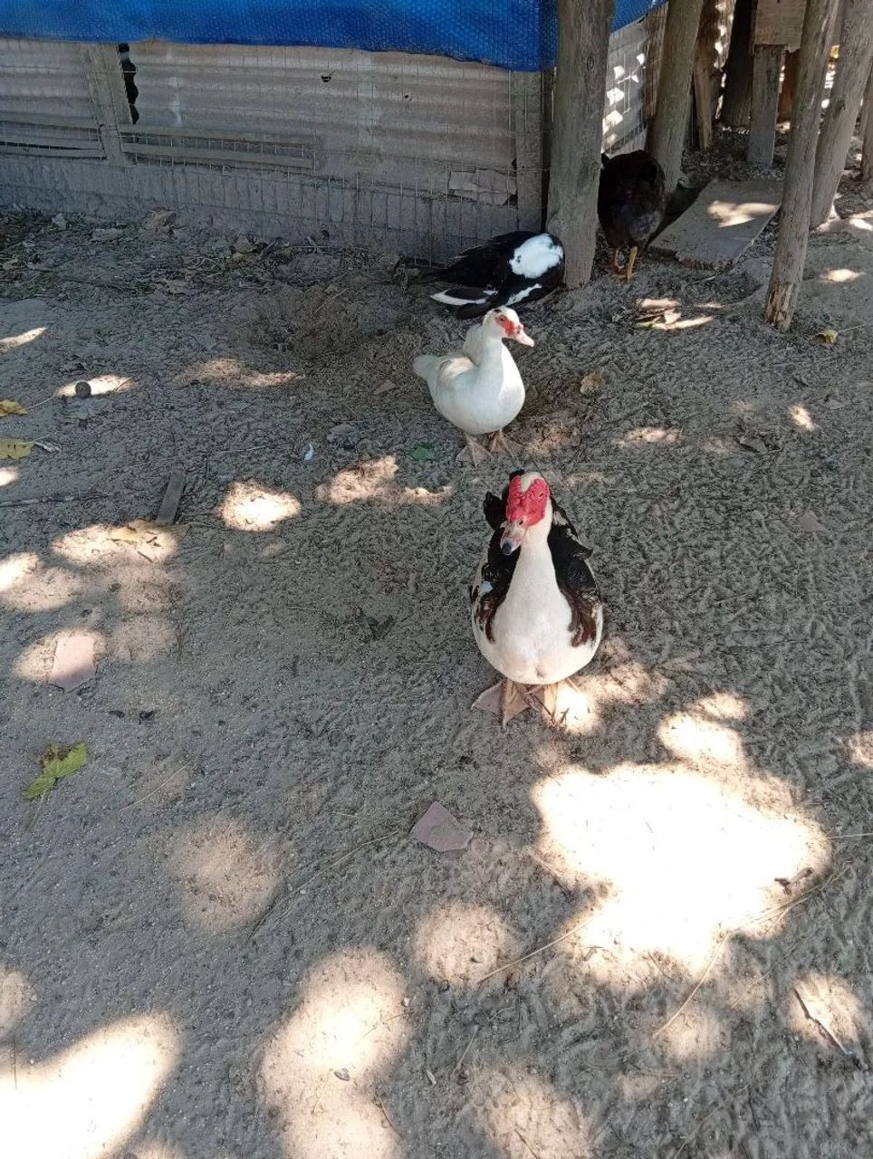 Vendo patos e patas. - Foto 3