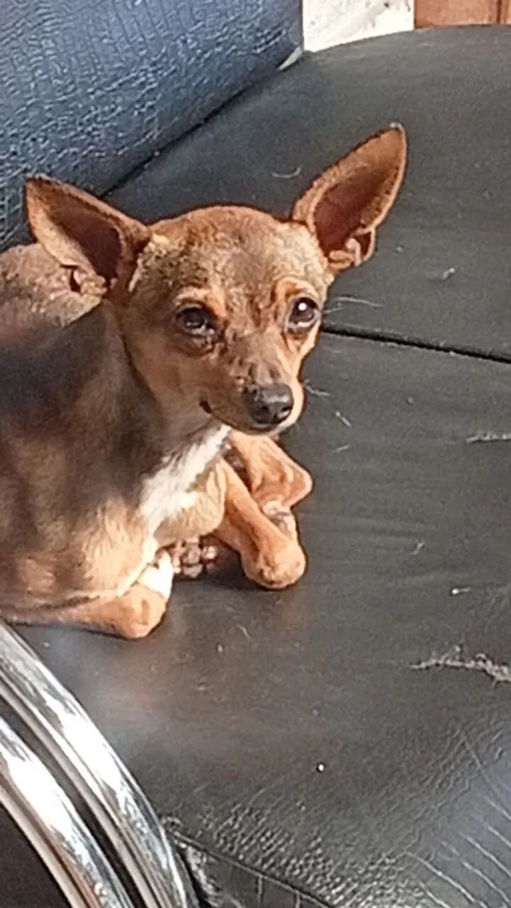 Vendo pinscher 