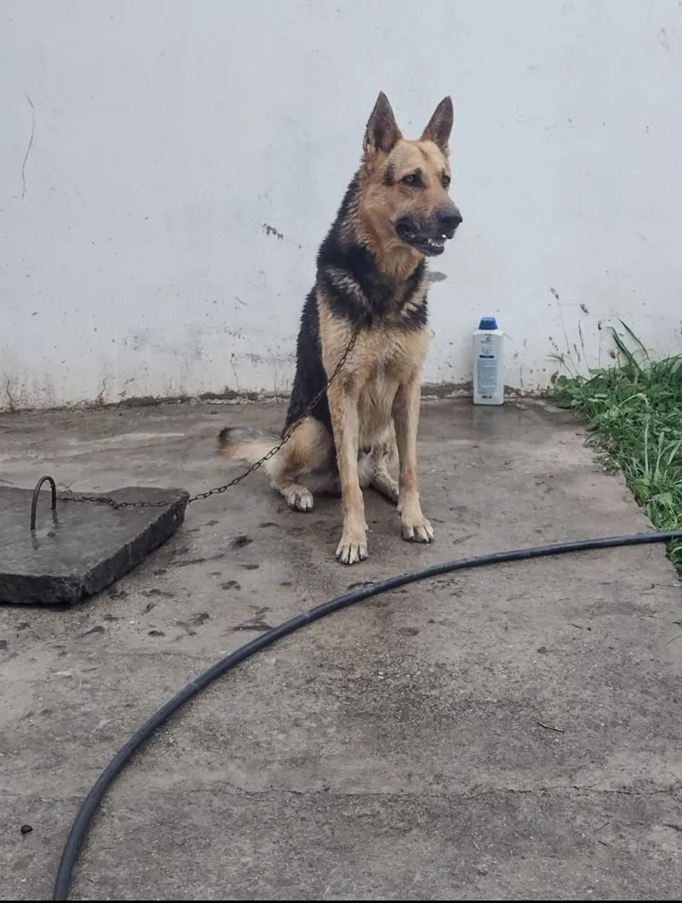 Pastor Alemão capa preta - Foto 4