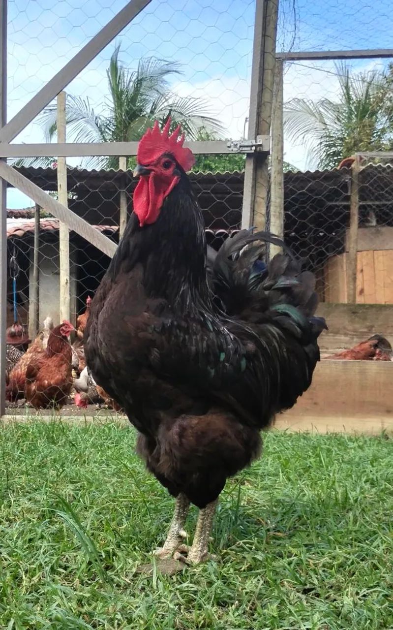 Galo - Foto 5