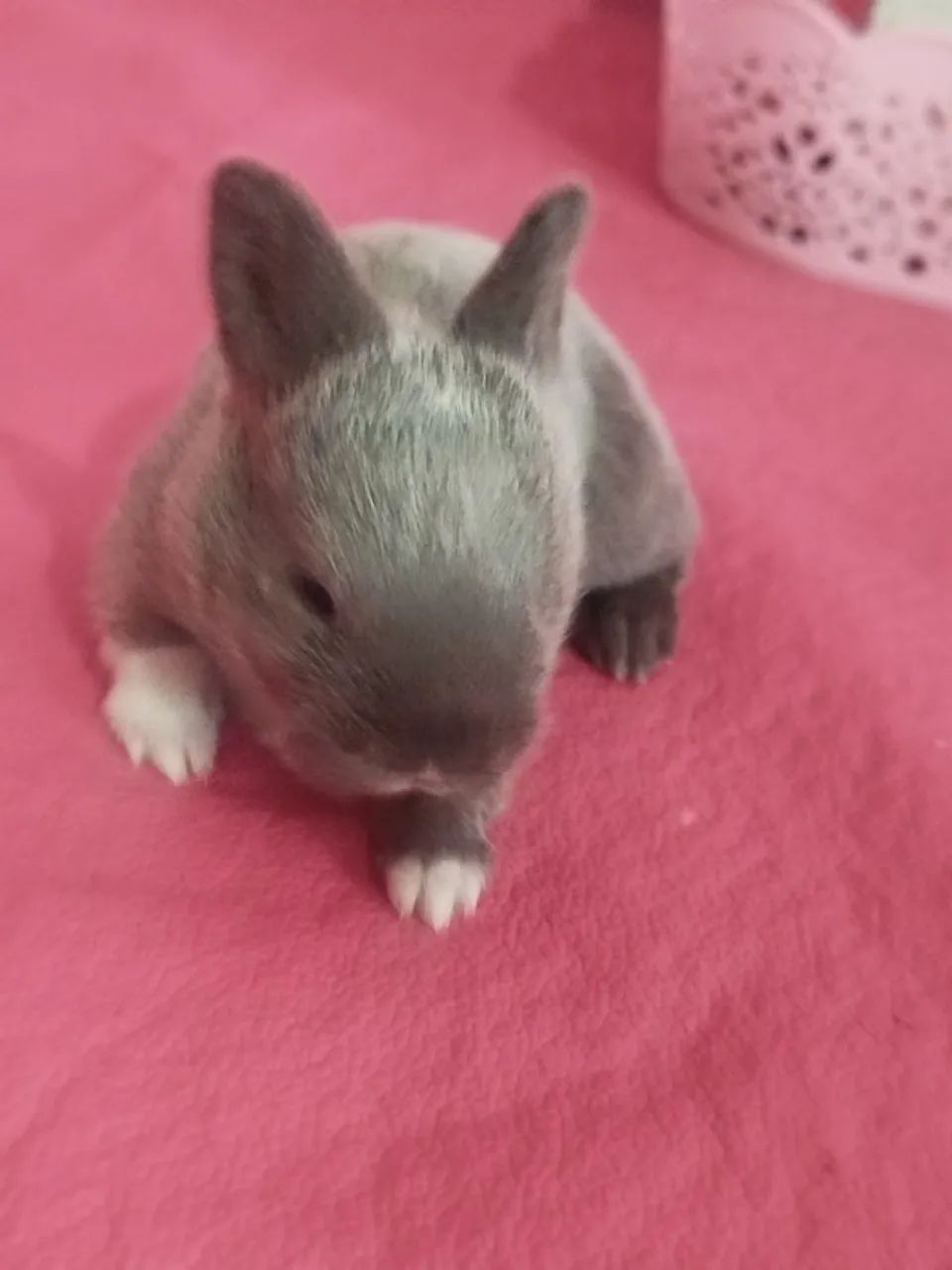 Coelhinhos bebês  - Foto 5