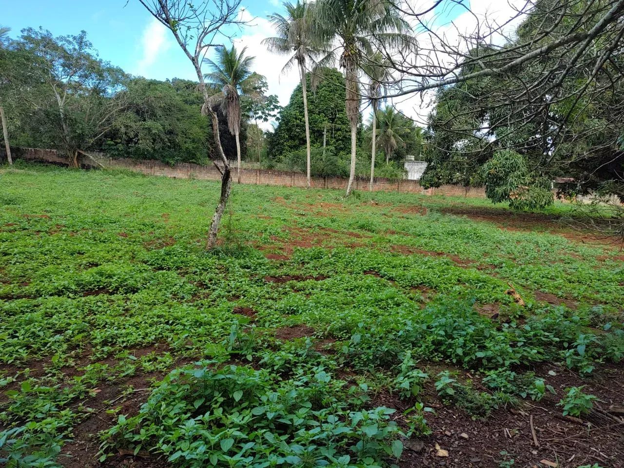 Conceição de Feira chácara com 14.800m² próximo BRs 101 e 324. - Foto 2