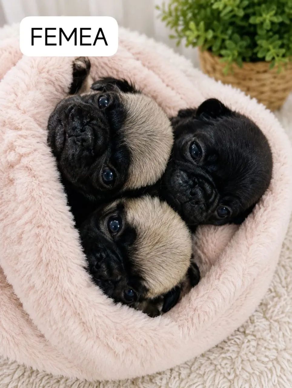 Filhotes pug - Foto 5