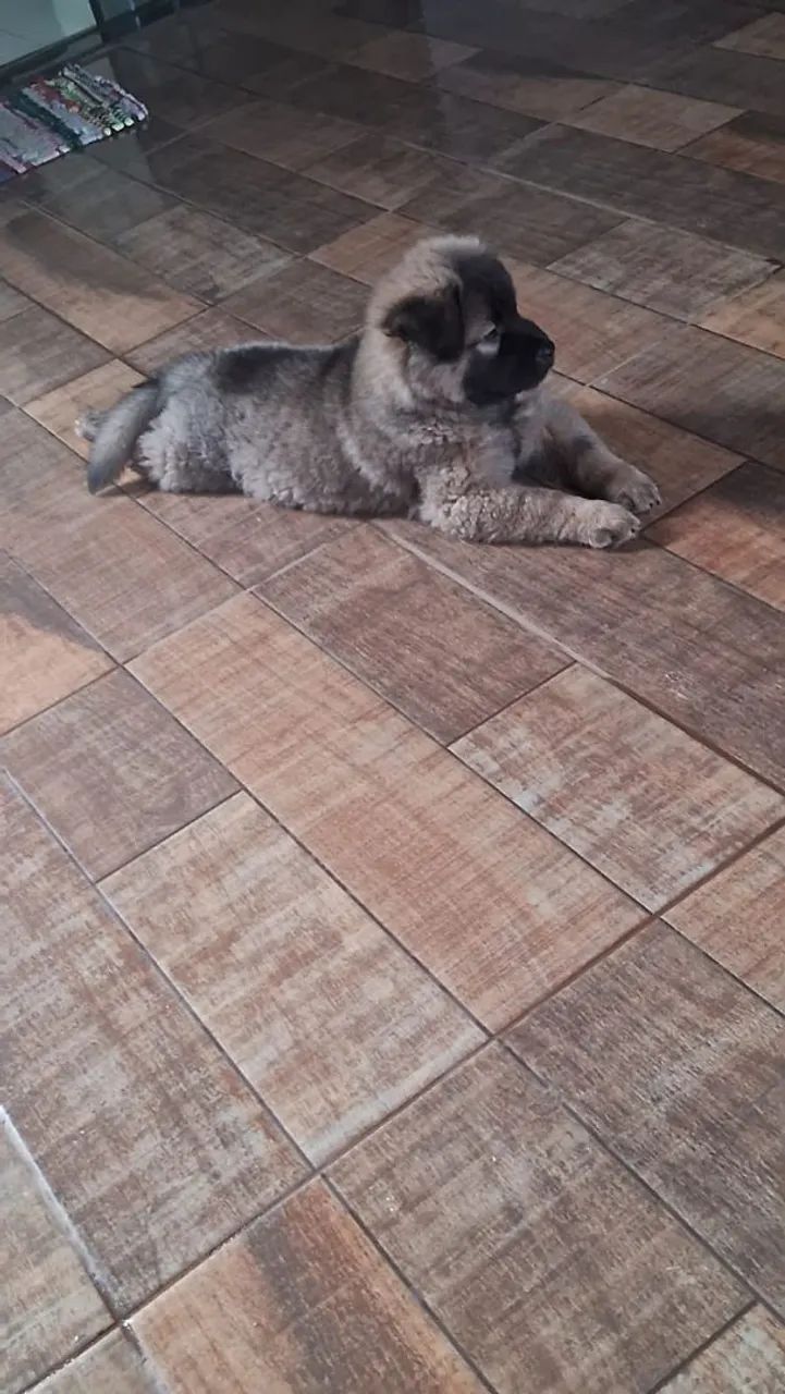 Cachorro Chow chow - Foto 2