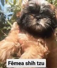 Animal  - Foto 2