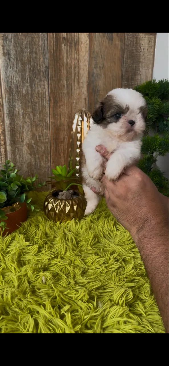 ShihTzu macho