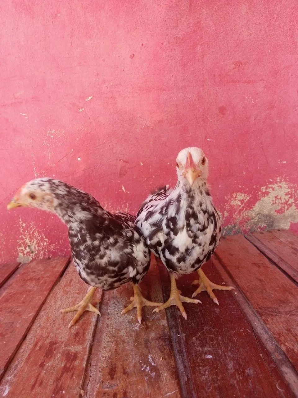 Nagasakis e Mini garnizés  - Foto 4