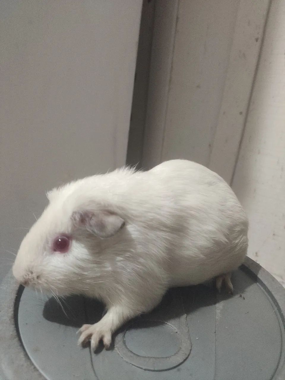 Porquinhos da índia 