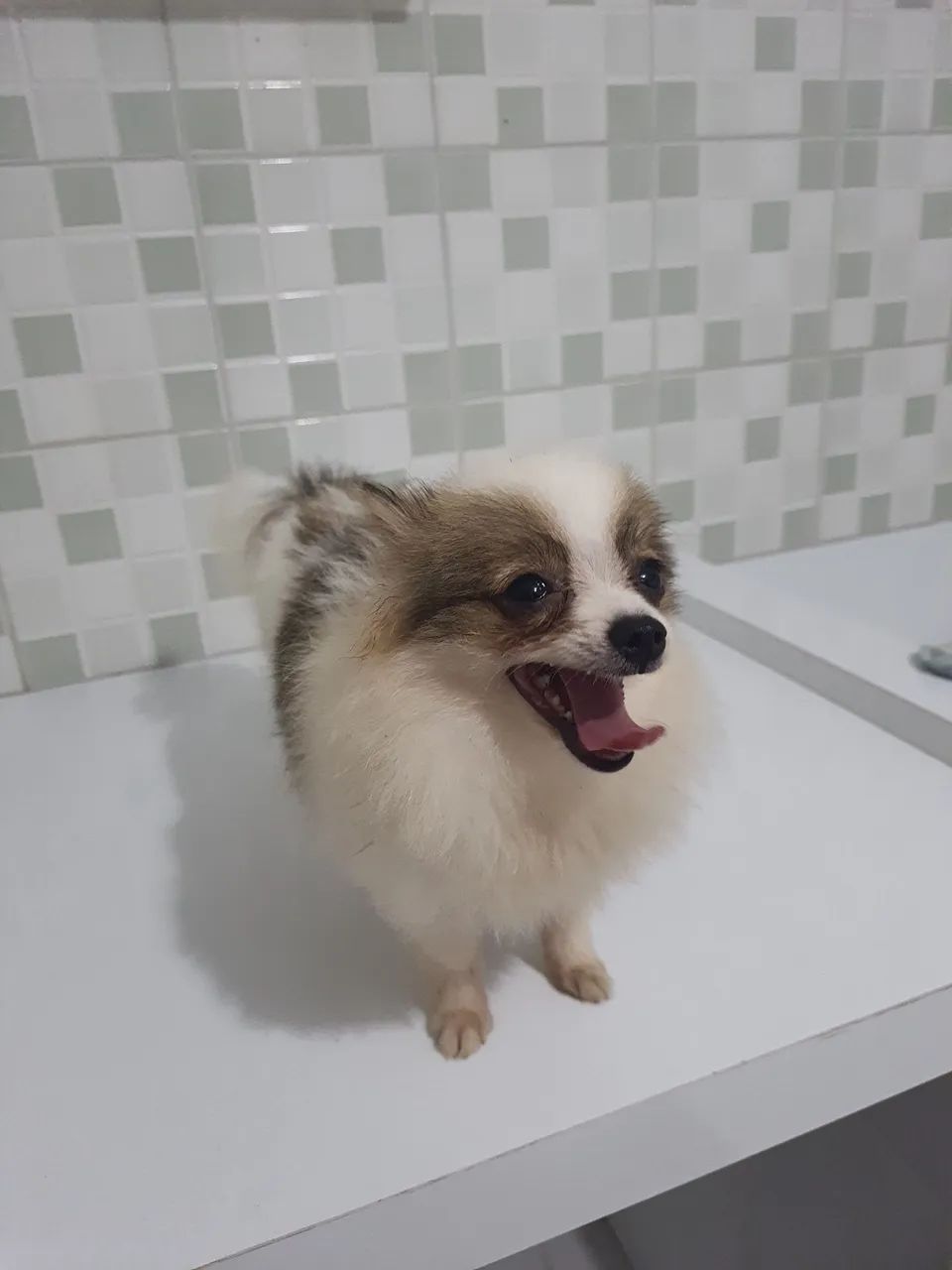 Spitz alemão 