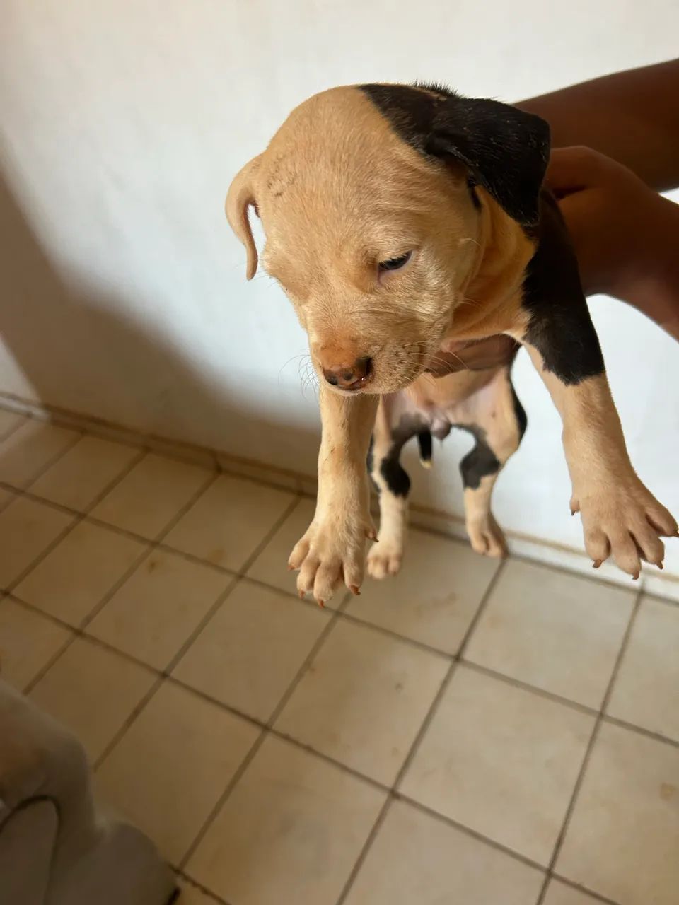 Pit Bull  - Foto 3