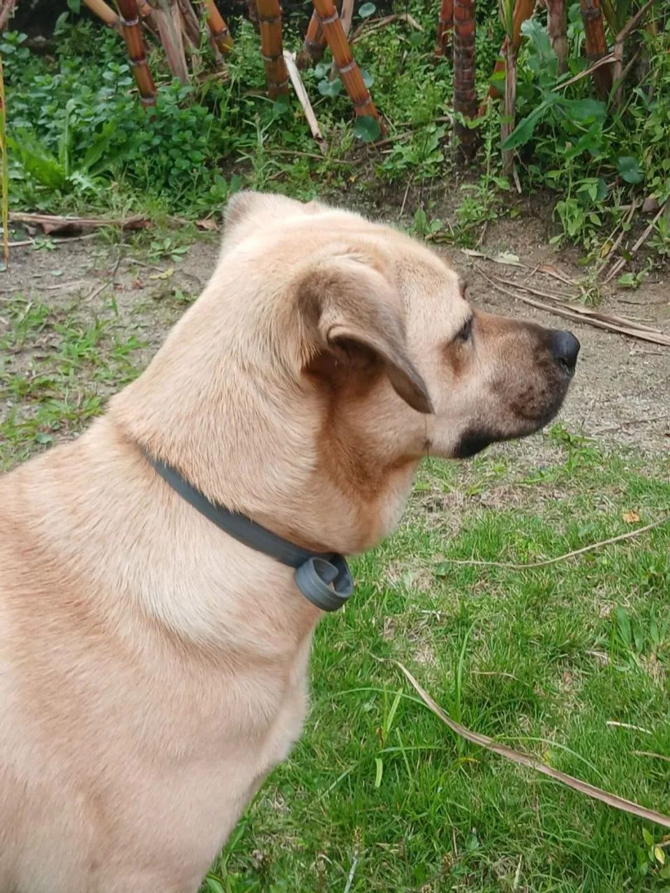 Cachorrinha  luna - Foto 3