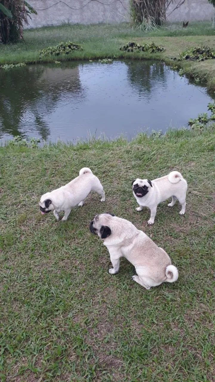 Vendo 5 fêmeas adulta de cães da raça pug...e 2 machos adultos..para cruzar  - Foto 2
