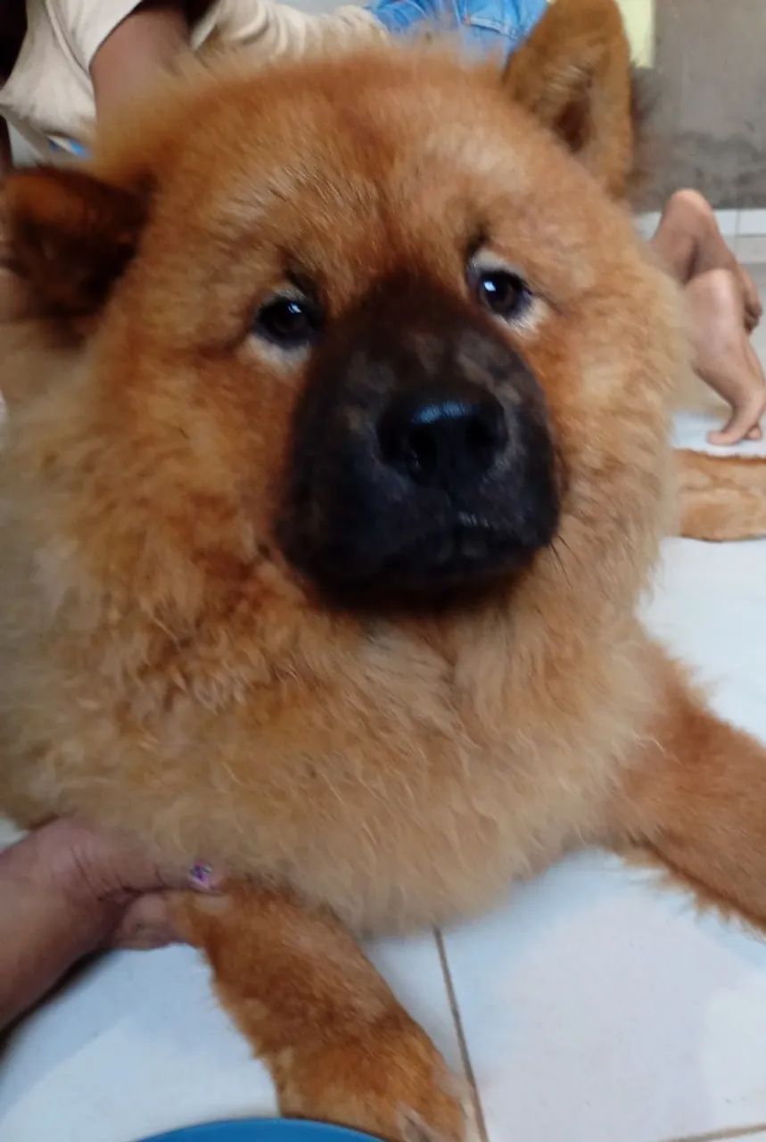 Cachorro  - Foto 4