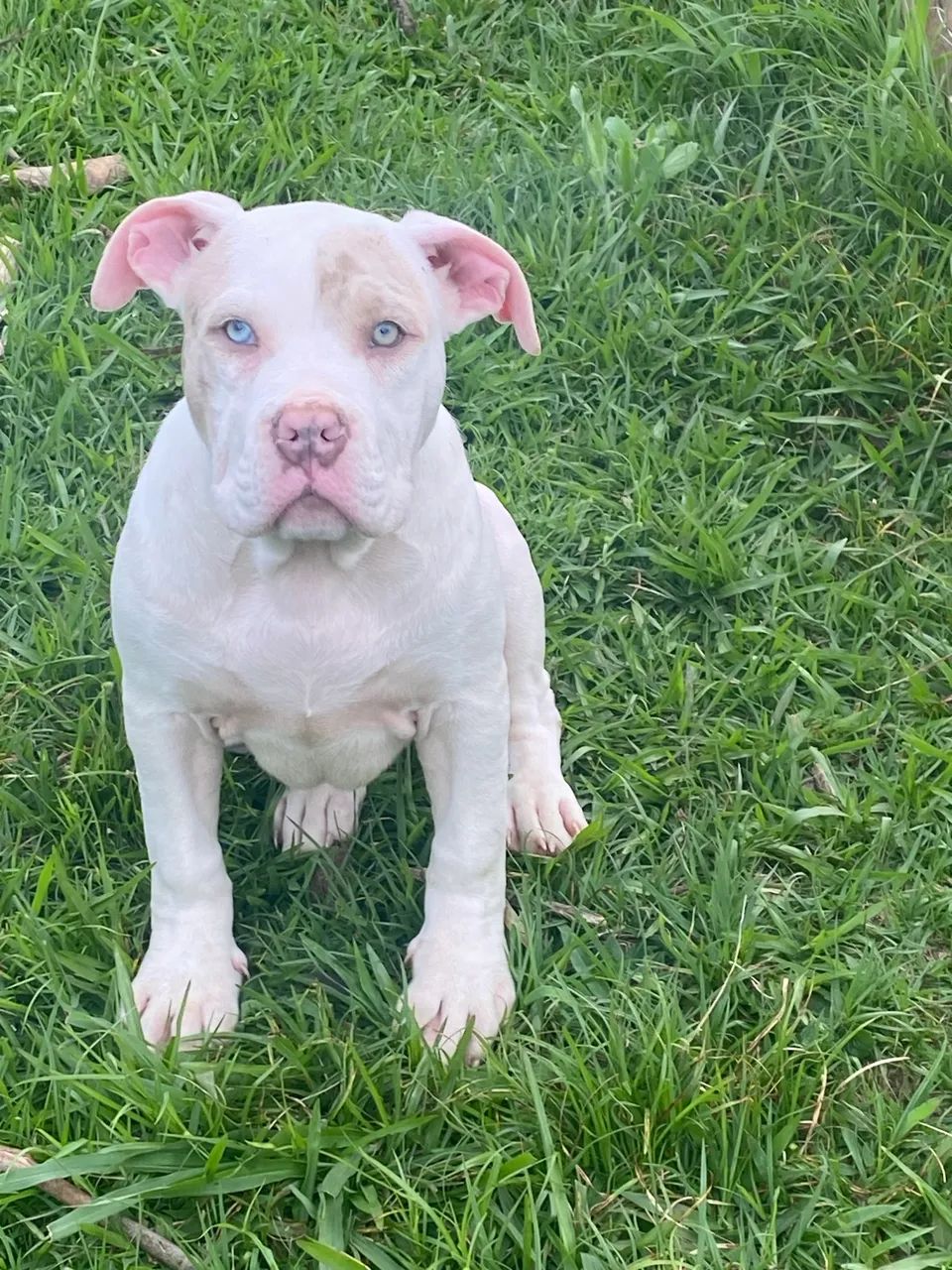 PIT MONSTER 