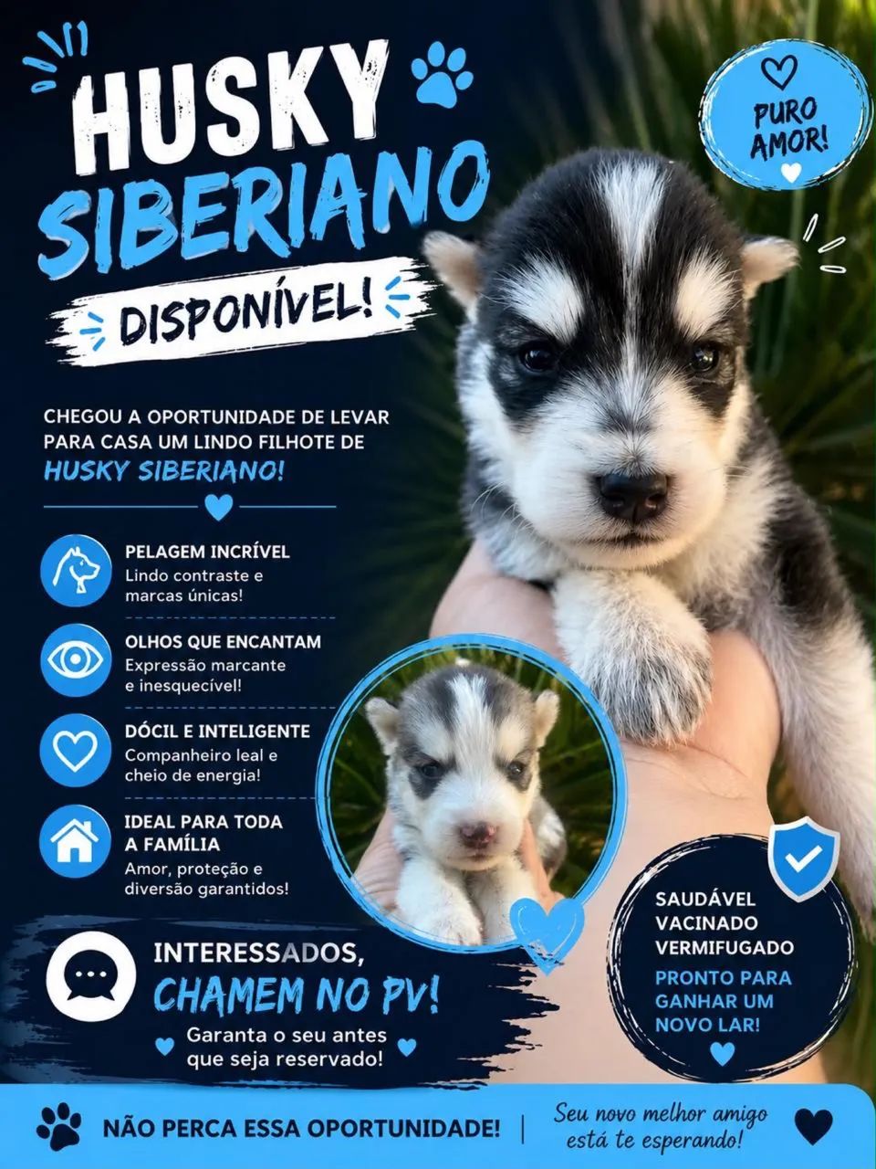 Filhotes de Husky Siberiano  - Foto 4