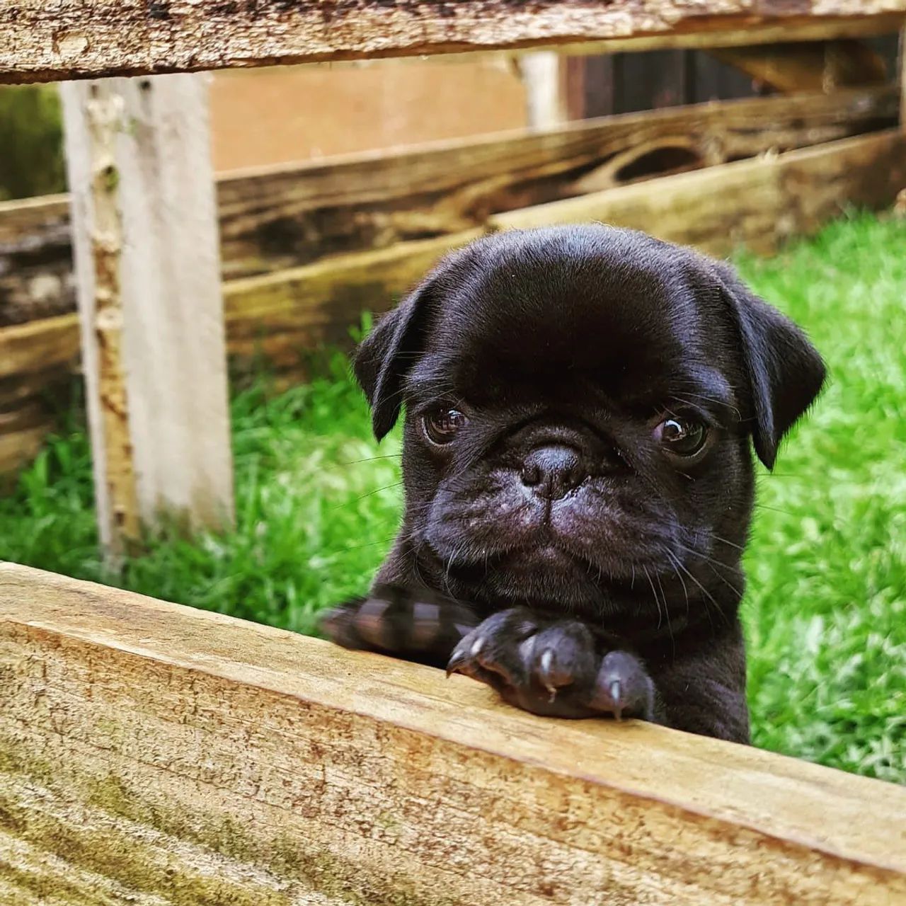 Vendo Pug  - Foto 3