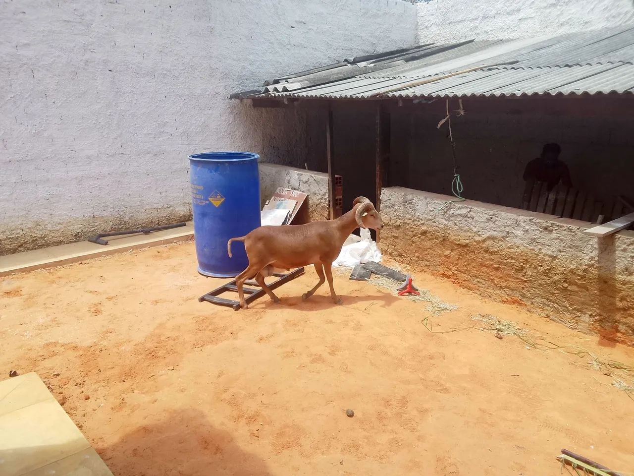 Carneiro morada Nova - Foto 3