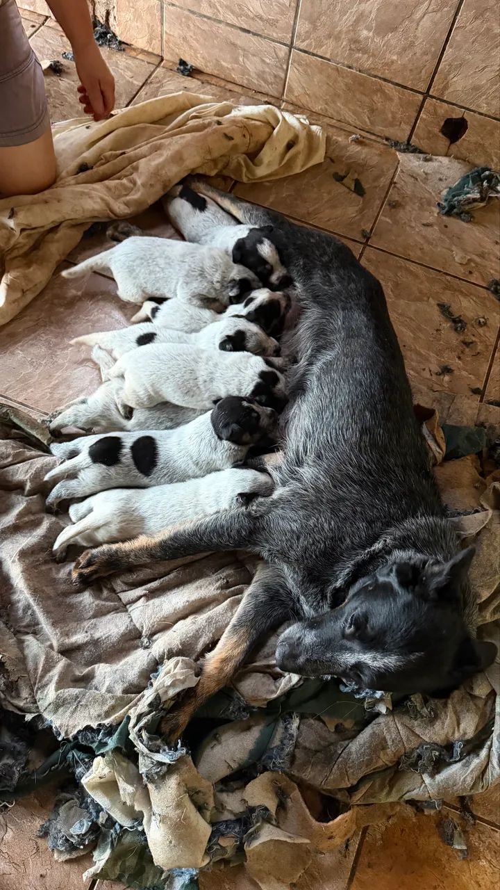 Blue Heeler