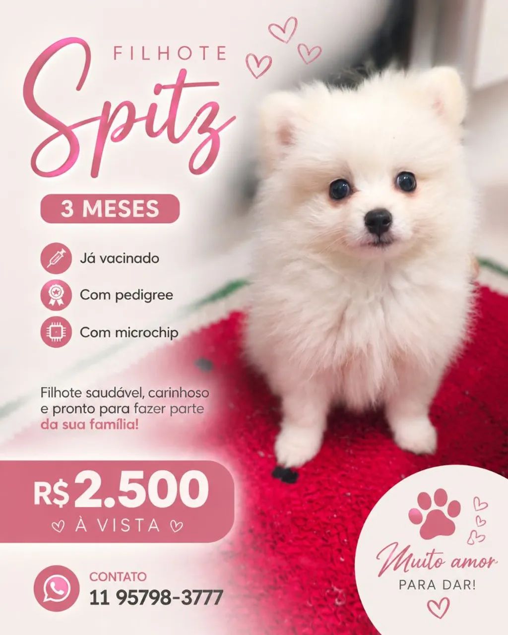 Spitz alemão 