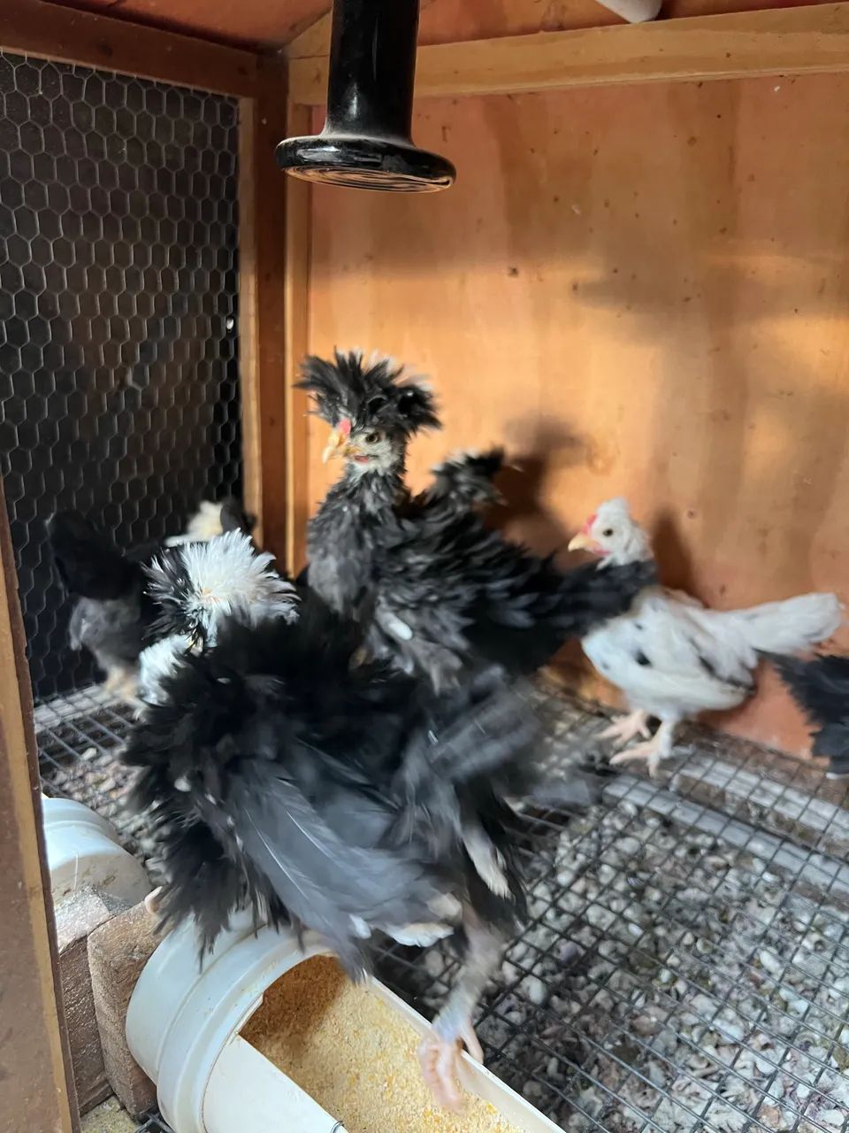 Vendo pintinho e frangos de galinha polonesa  - Foto 2