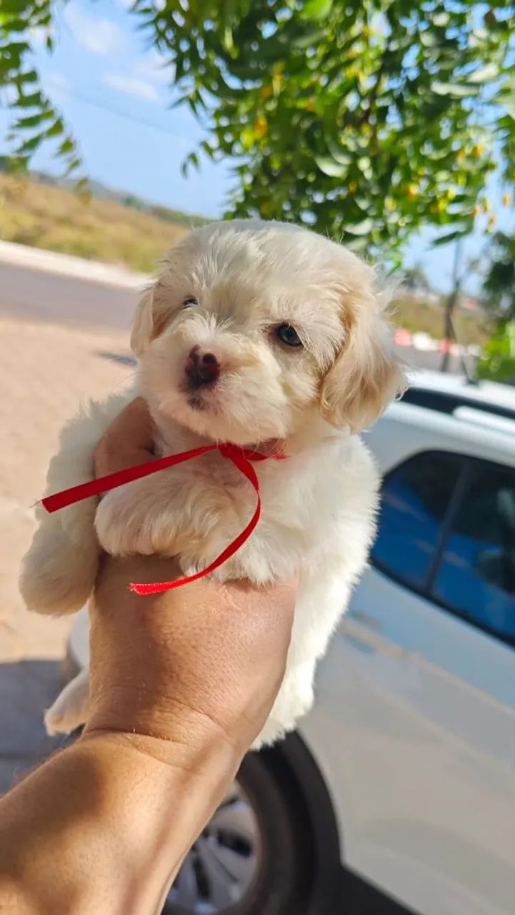 Poodle disponíveis e outros  - Foto 5