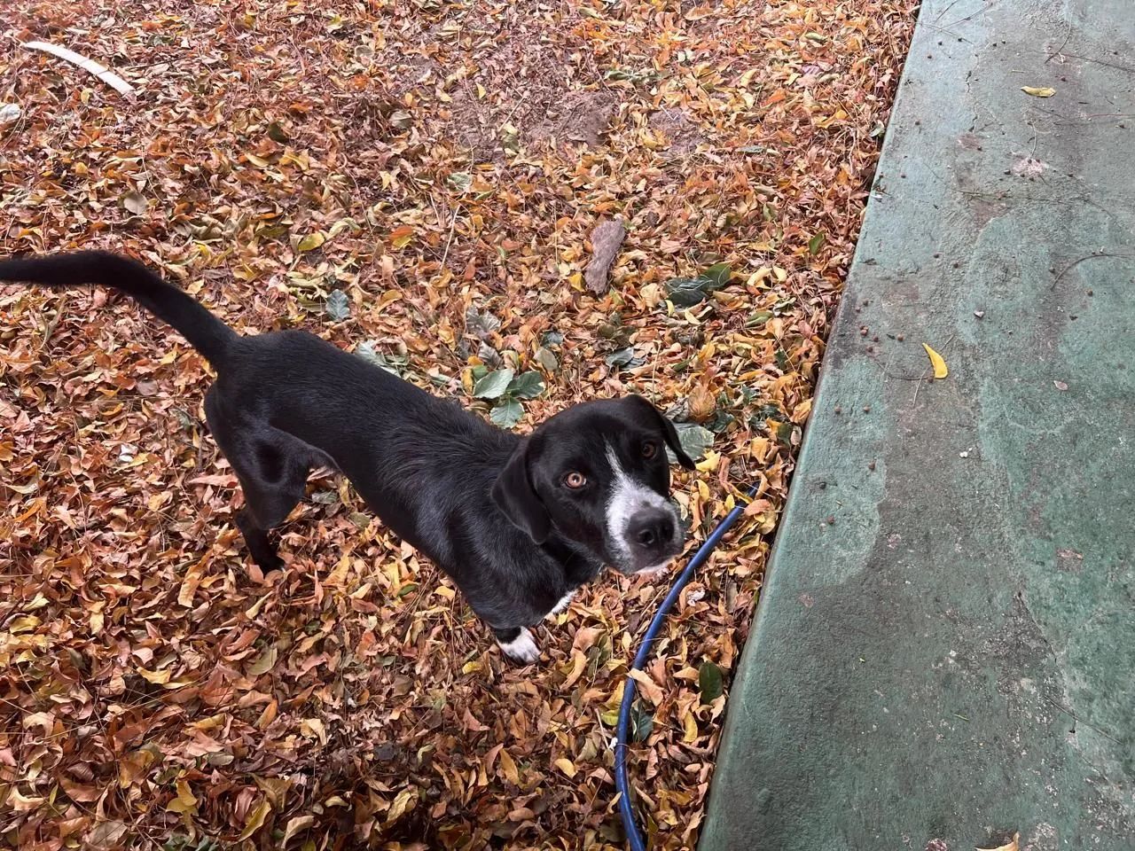 Cachorro pra adoção  - Foto 3