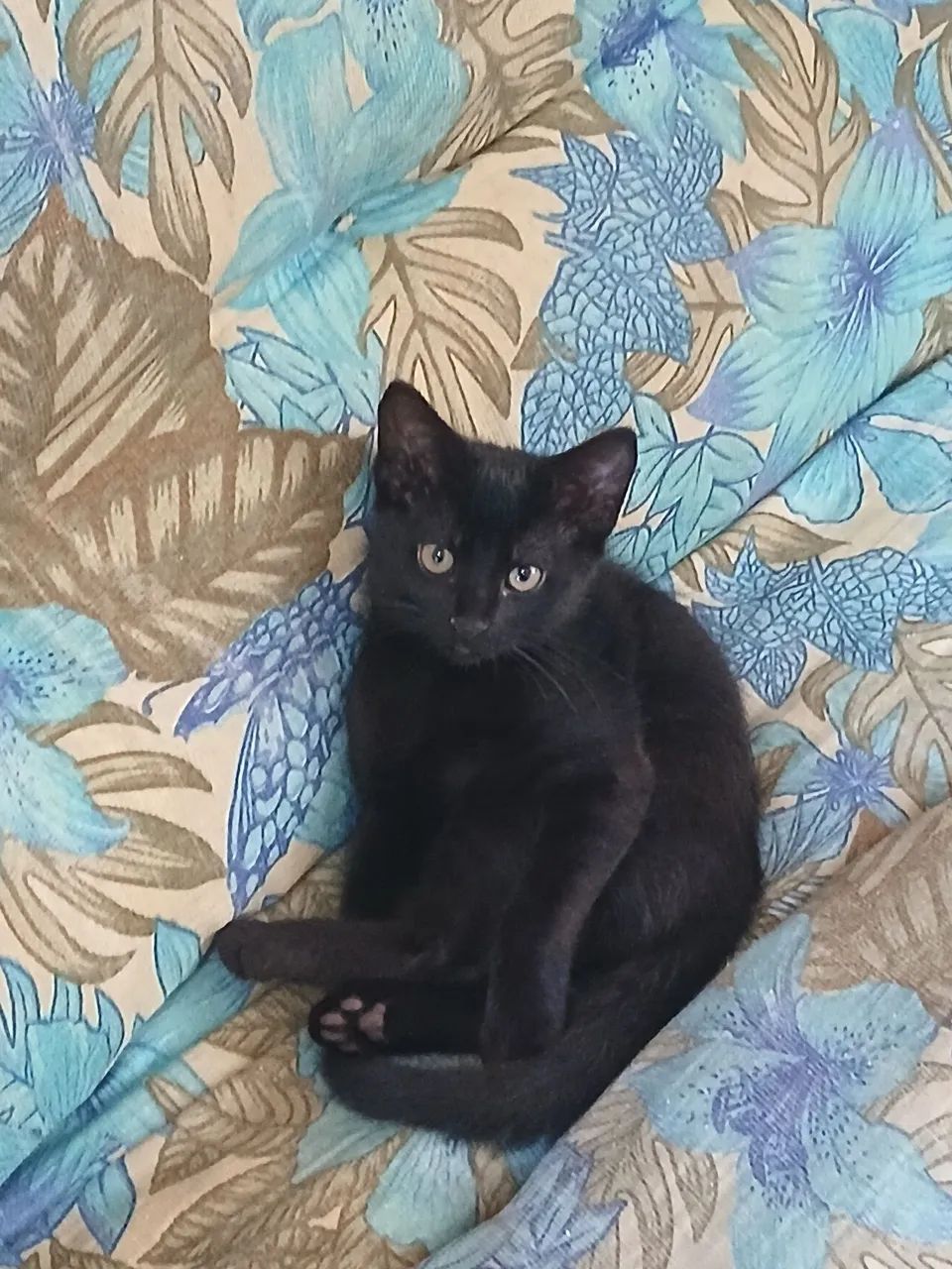 Doação 2 gatinhas - Foto 2